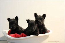 schotse terrier pups