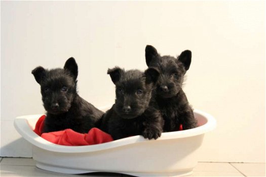 schotse terrier pups - 2