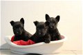 schotse terrier pups - 2 - Thumbnail