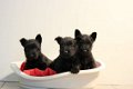 schotse terrier pups - 3 - Thumbnail