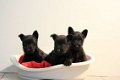 schotse terrier pups - 4 - Thumbnail