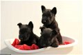 schotse terrier pups - 5 - Thumbnail