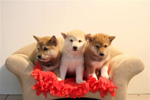 shiba inu pups - 1