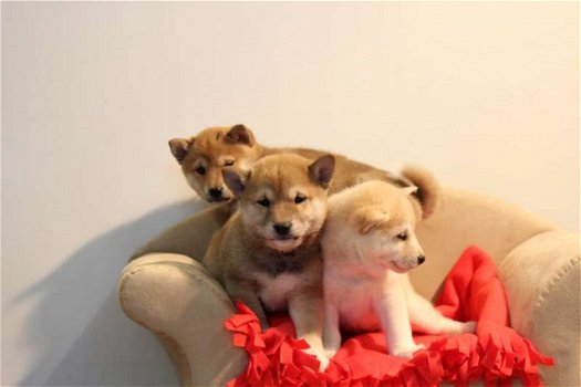 shiba inu pups - 2