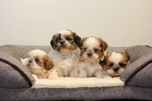 shih tzu pups - 1