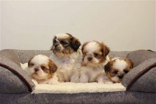 shih tzu pups - 2