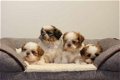 shih tzu pups - 2 - Thumbnail