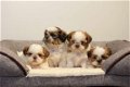 shih tzu pups - 3 - Thumbnail