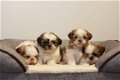 shih tzu pups - 4 - Thumbnail