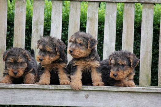welsh terrier pups - 1