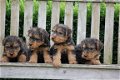 welsh terrier pups - 1 - Thumbnail