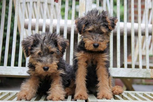 welsh terrier pups - 2