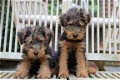 welsh terrier pups - 2 - Thumbnail