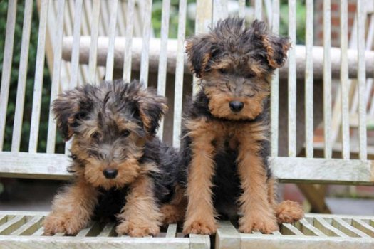 welsh terrier pups - 3