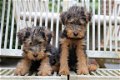 welsh terrier pups - 3 - Thumbnail