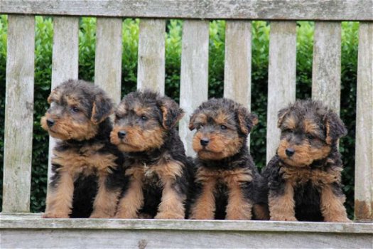 welsh terrier pups - 4