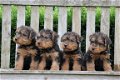 welsh terrier pups - 4 - Thumbnail