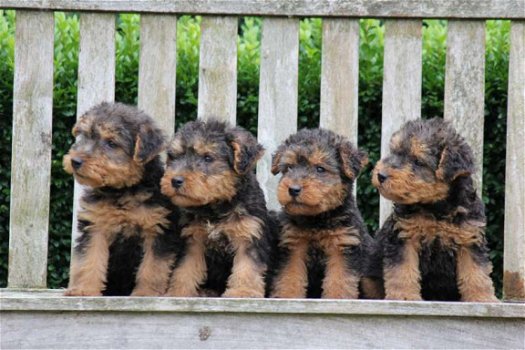 welsh terrier pups - 5