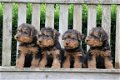 welsh terrier pups - 5 - Thumbnail