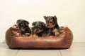 yorkshire terrier pups - 1 - Thumbnail