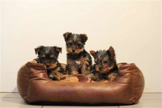 yorkshire terrier pups - 2