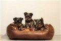 yorkshire terrier pups - 2 - Thumbnail