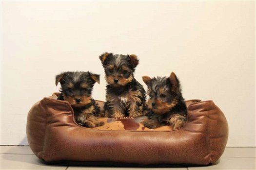 yorkshire terrier pups - 3