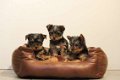 yorkshire terrier pups - 3 - Thumbnail