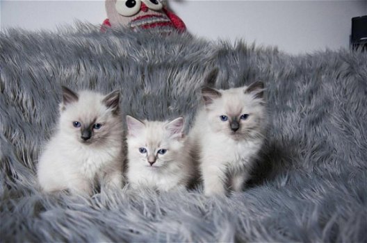 MOOIE RAGDOLL KITTENS - 1