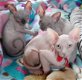 Sphynx kittens beschikbaar - 1 - Thumbnail