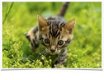 mooie Bengaalse kittens,,,,,,,,,,,,,,,,,,,,,,,,,,,,,,,,,, - 1 - Thumbnail