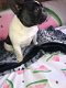 prachtige franse bulldog pups - 1 - Thumbnail