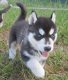 Geregistreerde Siberische Husky Puppies voor adoptie - 1 - Thumbnail