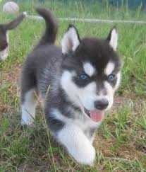 Geregistreerde Siberische Husky Puppies voor adoptie