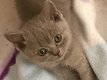 Britse korthaar kittens - 3 - Thumbnail