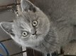 Britse korthaar kittens - 4 - Thumbnail