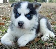 Klassieke Siberische Huskies-puppy's