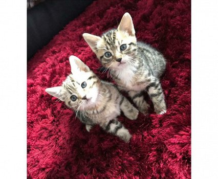 Zilveren Bengaalse kittens beschikbaar - 1