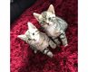 Zilveren Bengaalse kittens beschikbaar - 1 - Thumbnail