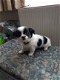 Mooie Chihuahua-puppy's - 1 - Thumbnail