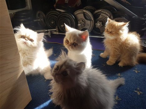 Exotische Perzische Kittens. - 1