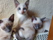 Stamboom Sneeuwschoen Kittens. - 1 - Thumbnail