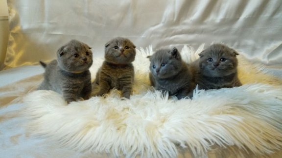 Scottish Fold rechte Kittens - 1