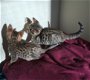 Verbazingwekkende Type F6 Savannah Kittens. - 1 - Thumbnail