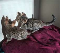 Verbazingwekkende Type F6 Savannah Kittens.