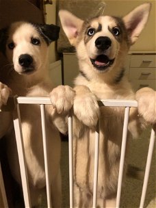 Prachtige Siberische Husky Pups.