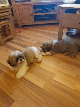 2 prachtige Kc geregistreerde Shih Tzu-puppy's. - 1