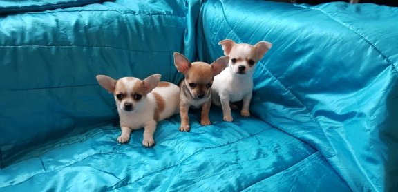 Kc Prachtige Chihuahua-puppy's. - 1
