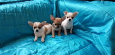 Kc Prachtige Chihuahua-puppy's.