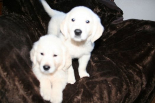 Golden Retriever Pups KC Geregistreerd. - 1